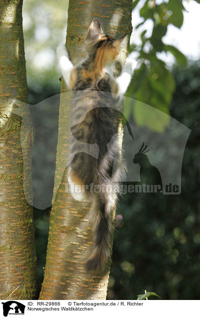 Norwegisches Waldktzchen / Norwegian Forest Kitten / RR-29866
