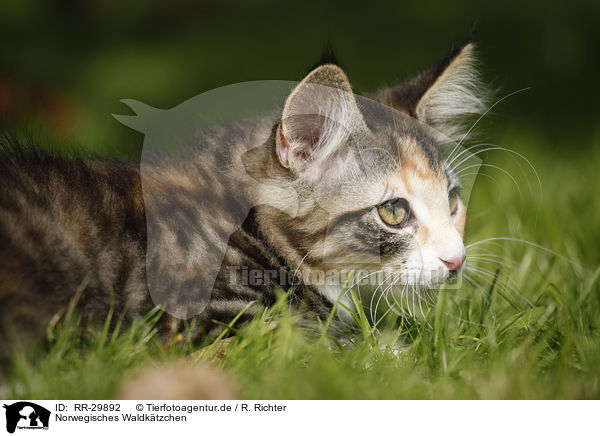 Norwegisches Waldktzchen / Norwegian Forest Kitten / RR-29892