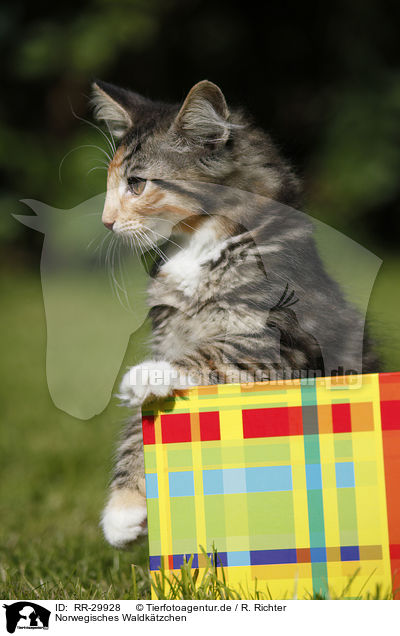 Norwegisches Waldktzchen / Norwegian Forest Kitten / RR-29928