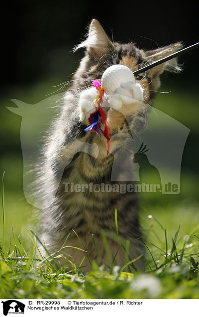 Norwegisches Waldk�tzchen / Norwegian Forest Kitten / RR-29998