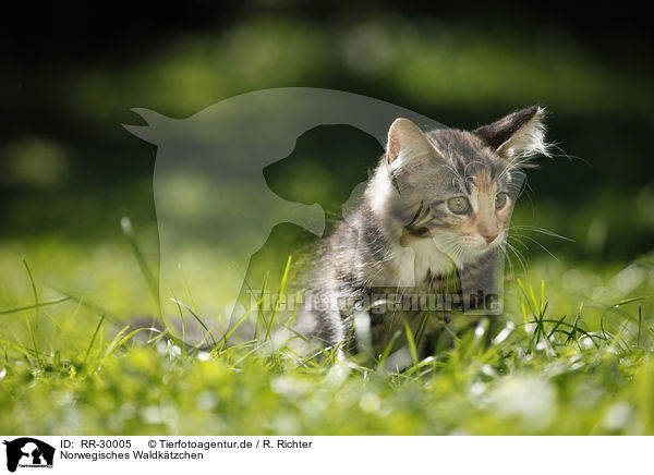 Norwegisches Waldktzchen / Norwegian Forest Kitten / RR-30005