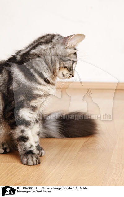 Norwegische Waldkatze / Norwegian Forest Cat / RR-36104