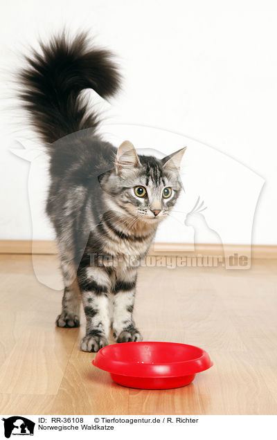 Norwegische Waldkatze / Norwegian Forest Cat / RR-36108