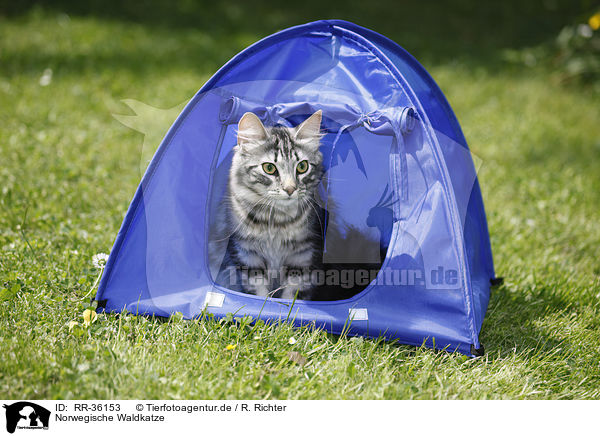 Norwegische Waldkatze / RR-36153