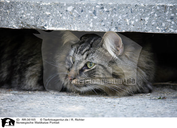 Norwegische Waldkatze Portrait / Norwegian Forest Cat / RR-36165