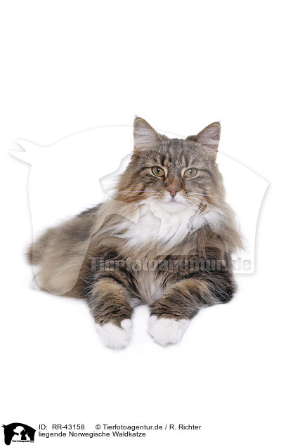 liegende Norwegische Waldkatze / RR-43158