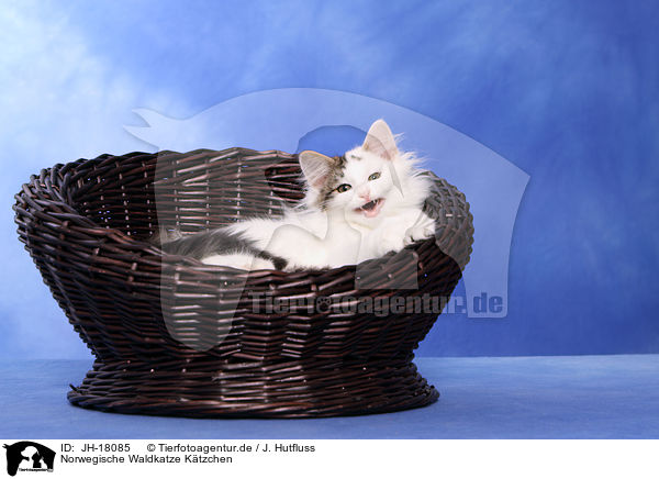 Norwegische Waldkatze Ktzchen / Norwegian Forestcat kitten / JH-18085