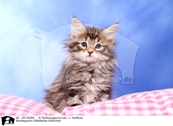Norwegische Waldkatze Ktzchen / JH-18094