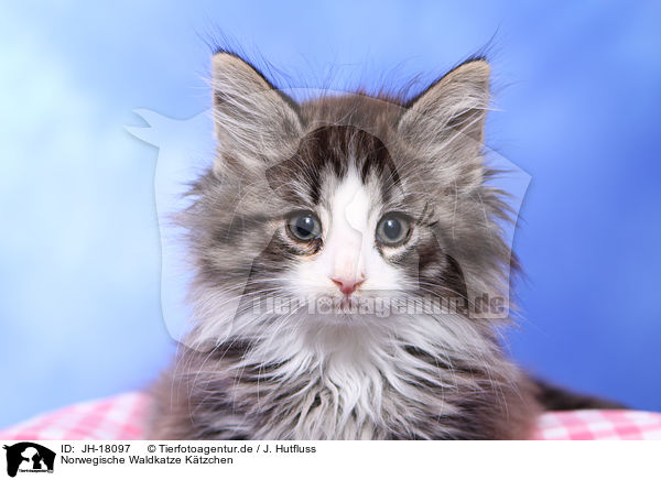 Norwegische Waldkatze Ktzchen / JH-18097