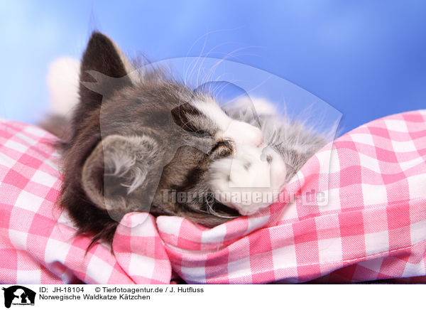 Norwegische Waldkatze Ktzchen / JH-18104