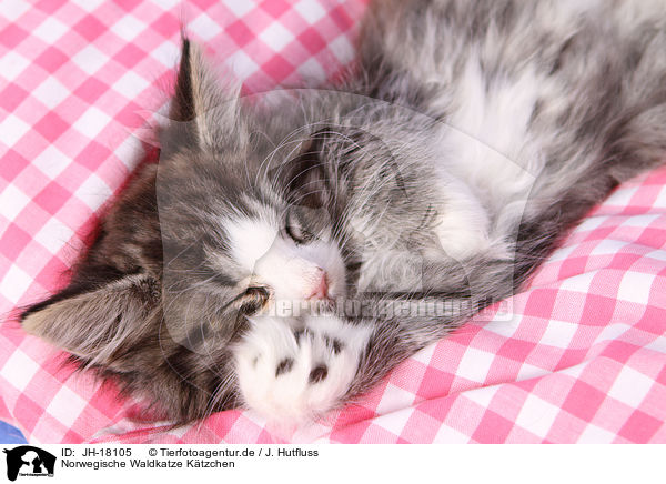 Norwegische Waldkatze Ktzchen / JH-18105