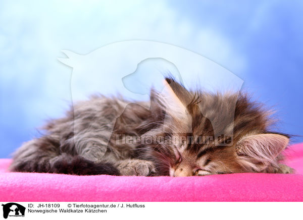 Norwegische Waldkatze Ktzchen / JH-18109