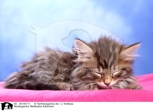 Norwegische Waldkatze Ktzchen / JH-18111