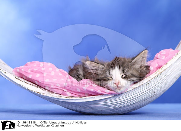 Norwegische Waldkatze Ktzchen / JH-18118