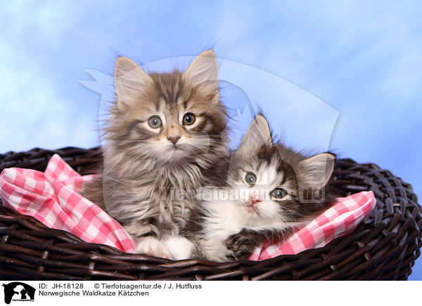 Norwegische Waldkatze Ktzchen / JH-18128