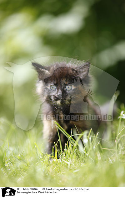 Norwegisches Waldk�tzchen / norwegian forest kitten / RR-53664