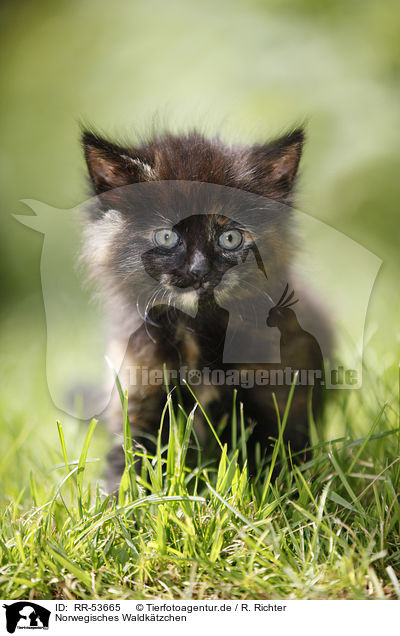 Norwegisches Waldk�tzchen / norwegian forest kitten / RR-53665