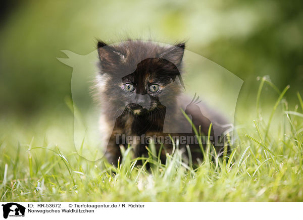 Norwegisches Waldk�tzchen / norwegian forest kitten / RR-53672