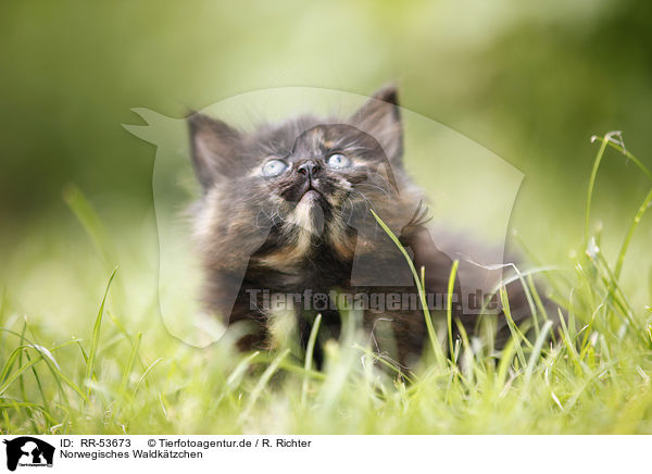 Norwegisches Waldk�tzchen / norwegian forest kitten / RR-53673