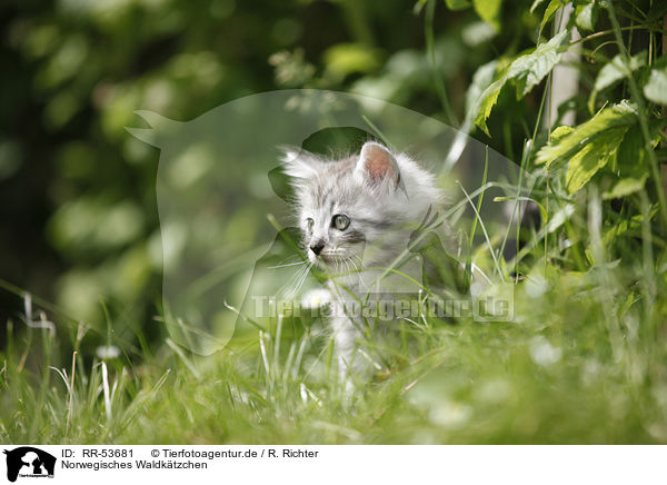 Norwegisches Waldktzchen / norwegian forest kitten / RR-53681