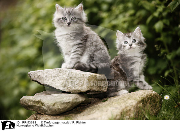 Norwegische Waldktzchen / norwegian forest kittens / RR-53688