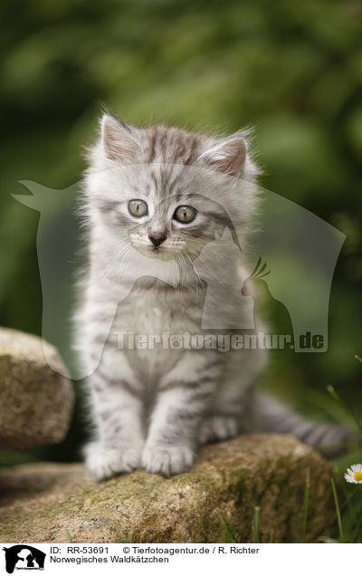 Norwegisches Waldktzchen / norwegian forest kitten / RR-53691