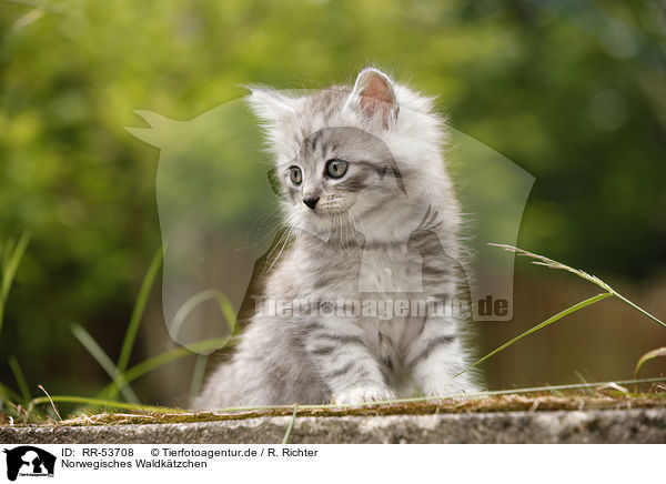 Norwegisches Waldktzchen / norwegian forest kitten / RR-53708