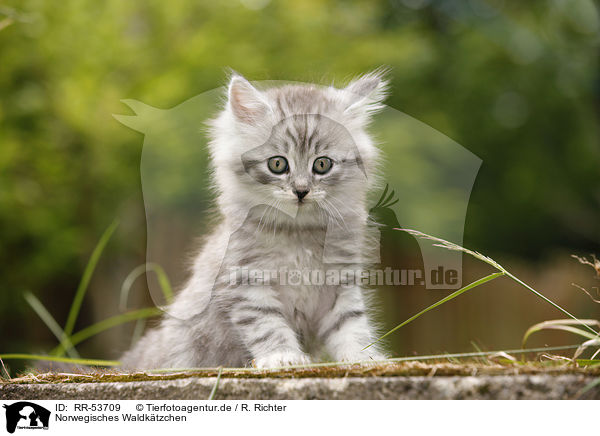 Norwegisches Waldktzchen / norwegian forest kitten / RR-53709