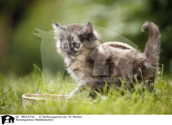 Norwegisches Waldktzchen / norwegian forest kitten / RR-53732
