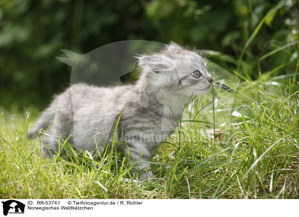 Norwegisches Waldktzchen / norwegian forest kitten / RR-53741