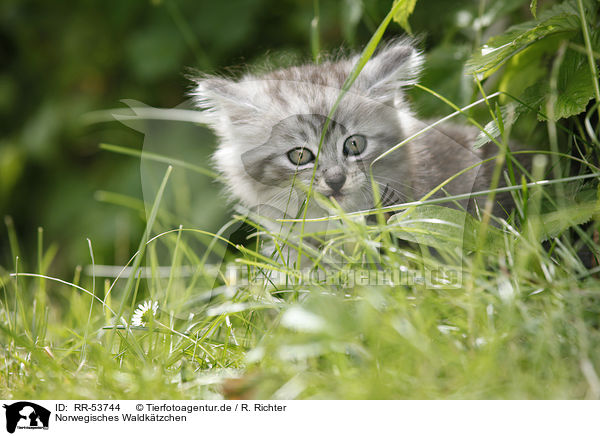 Norwegisches Waldktzchen / norwegian forest kitten / RR-53744