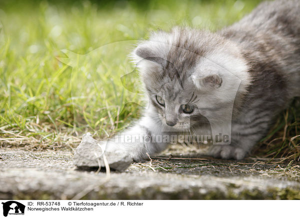 Norwegisches Waldktzchen / norwegian forest kitten / RR-53748