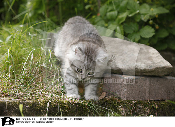 Norwegisches Waldktzchen / norwegian forest kitten / RR-53753