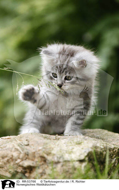 Norwegisches Waldktzchen / norwegian forest kitten / RR-53766