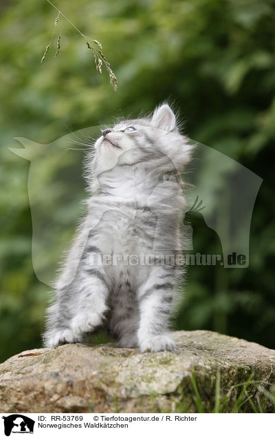 Norwegisches Waldktzchen / norwegian forest kitten / RR-53769