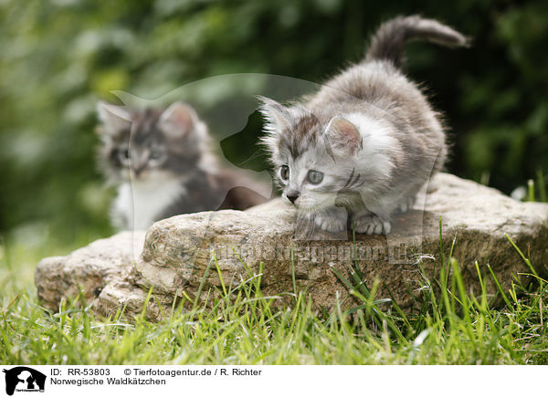 Norwegische Waldktzchen / norwegian forest kittens / RR-53803