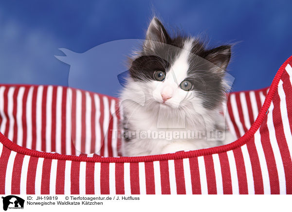 Norwegische Waldkatze Ktzchen / JH-19819