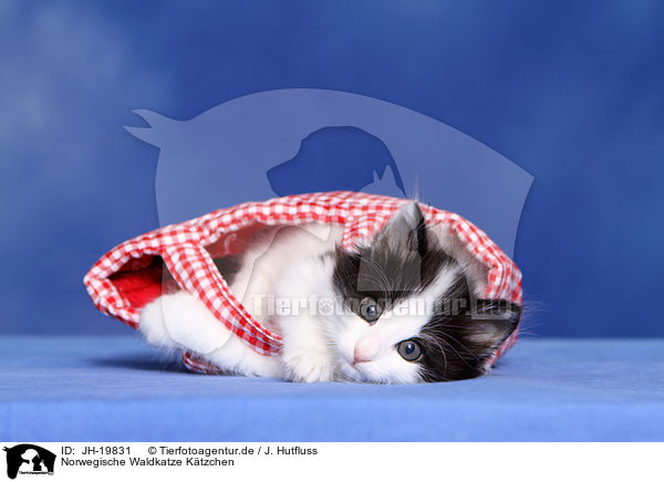 Norwegische Waldkatze Ktzchen / JH-19831