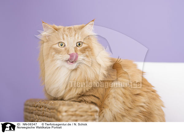 Norwegische Waldkatze Portrait / NN-08347