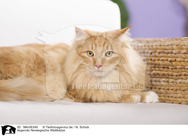 liegende Norwegische Waldkatze / NN-08348