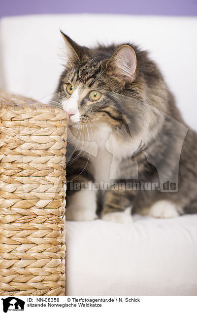 sitzende Norwegische Waldkatze / NN-08358