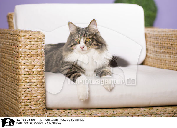 liegende Norwegische Waldkatze / NN-08359