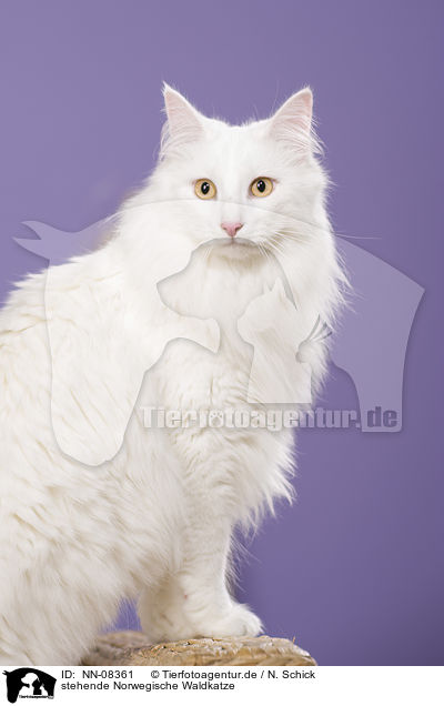 stehende Norwegische Waldkatze / NN-08361