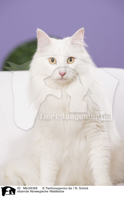 sitzende Norwegische Waldkatze / NN-08368