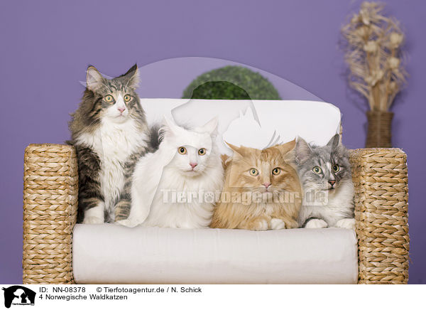 4 Norwegische Waldkatzen / 4 Norwegian Forest Cats / NN-08378