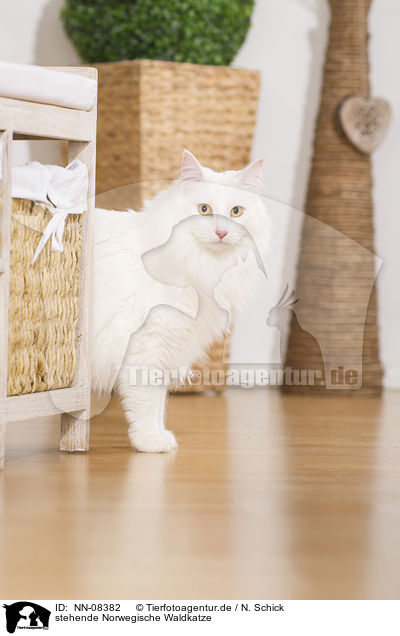 stehende Norwegische Waldkatze / NN-08382
