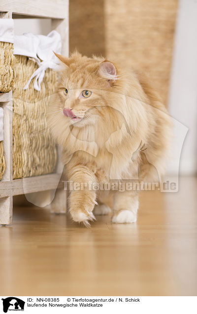 laufende Norwegische Waldkatze / NN-08385