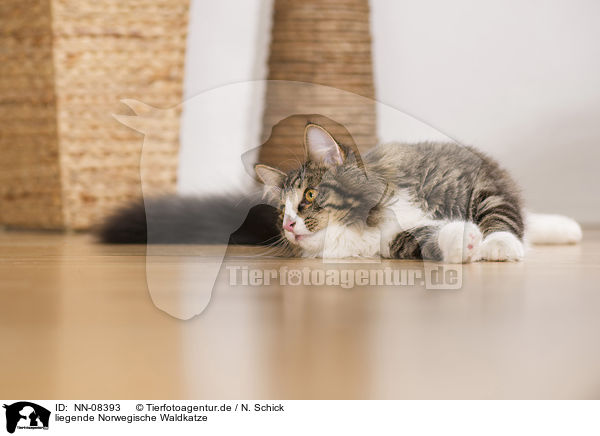 liegende Norwegische Waldkatze / NN-08393