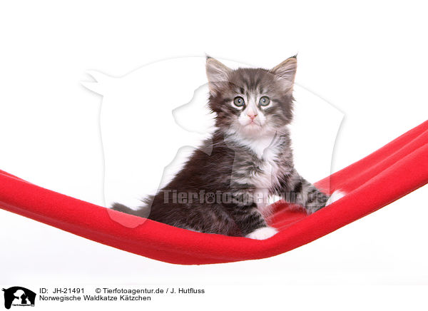 Norwegische Waldkatze Ktzchen / JH-21491