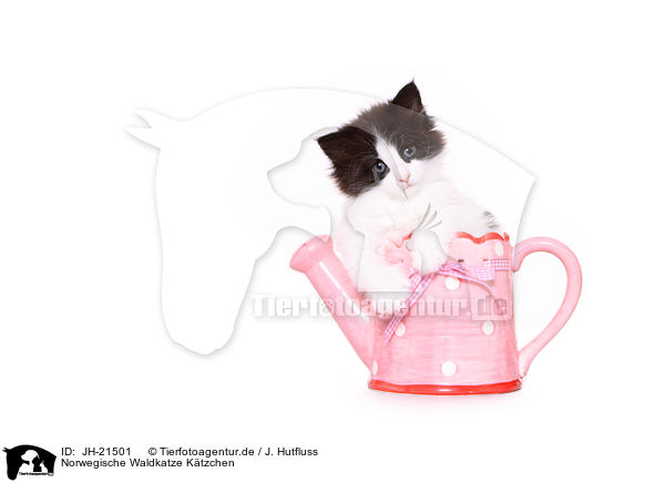 Norwegische Waldkatze Ktzchen / JH-21501